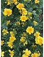 Marigold, Durango Yellow 6 pack