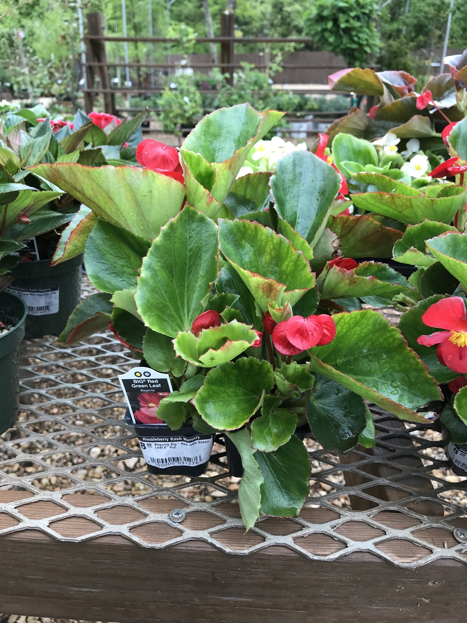 Begonia Big™ Red with Green Leaf-6 Pack