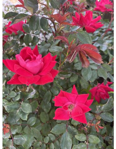 Double Knock Out Rose