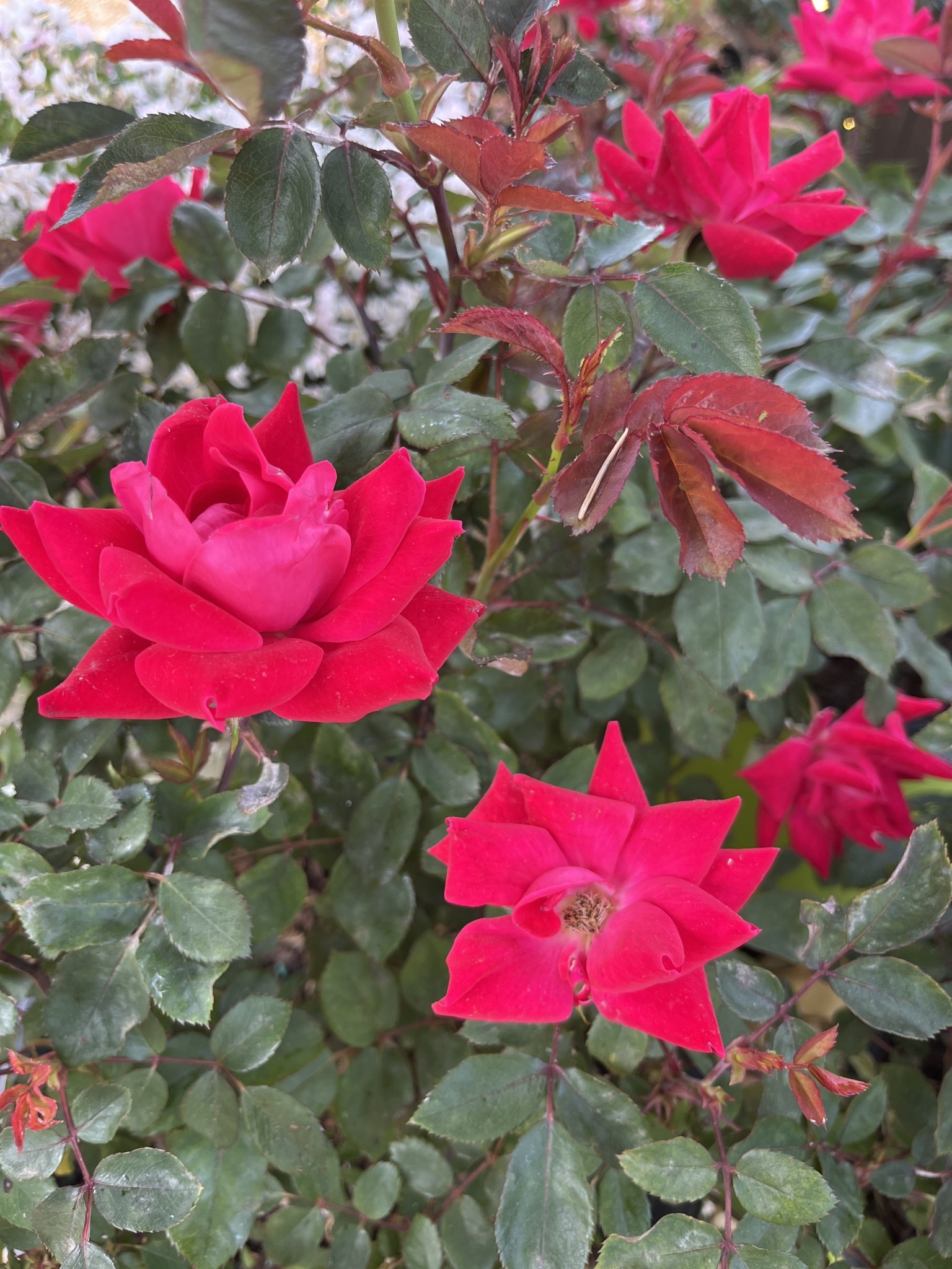 Double Knock Out Rose