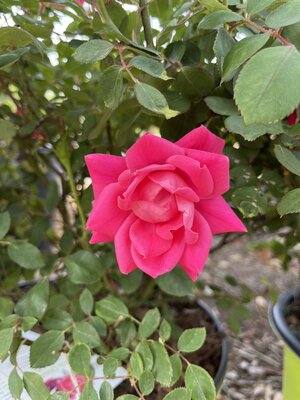 Pink Double Knock Out Rose