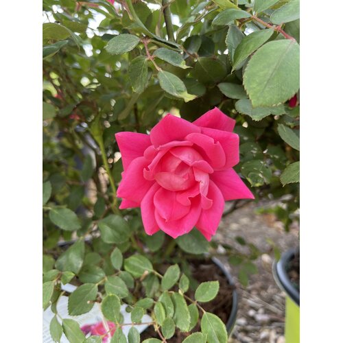 Pink Double Knock Out Rose
