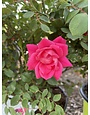 Pink Double Knock Out Rose