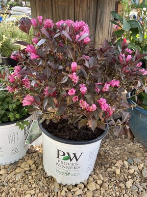 Wine and Roses Weigela - Weigela florida 'Alexandra'