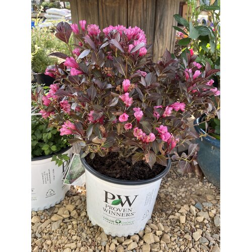 Wine and Roses Weigela - Weigela florida 'Alexandra'