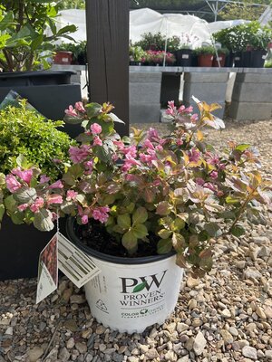Weigela, Weigela florida 'Verweig9' Midnight SunÂ® 3G