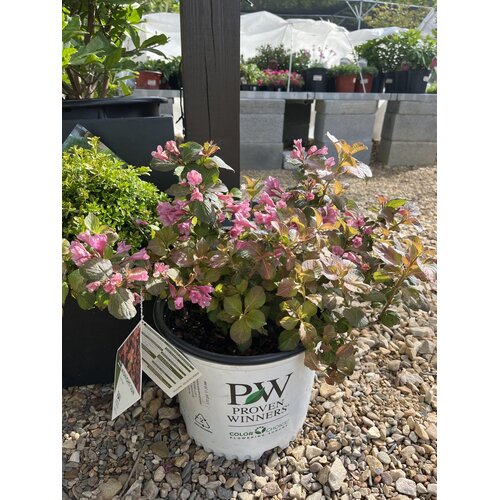 Weigela, Weigela florida 'Verweig9' Midnight SunÂ® 3G