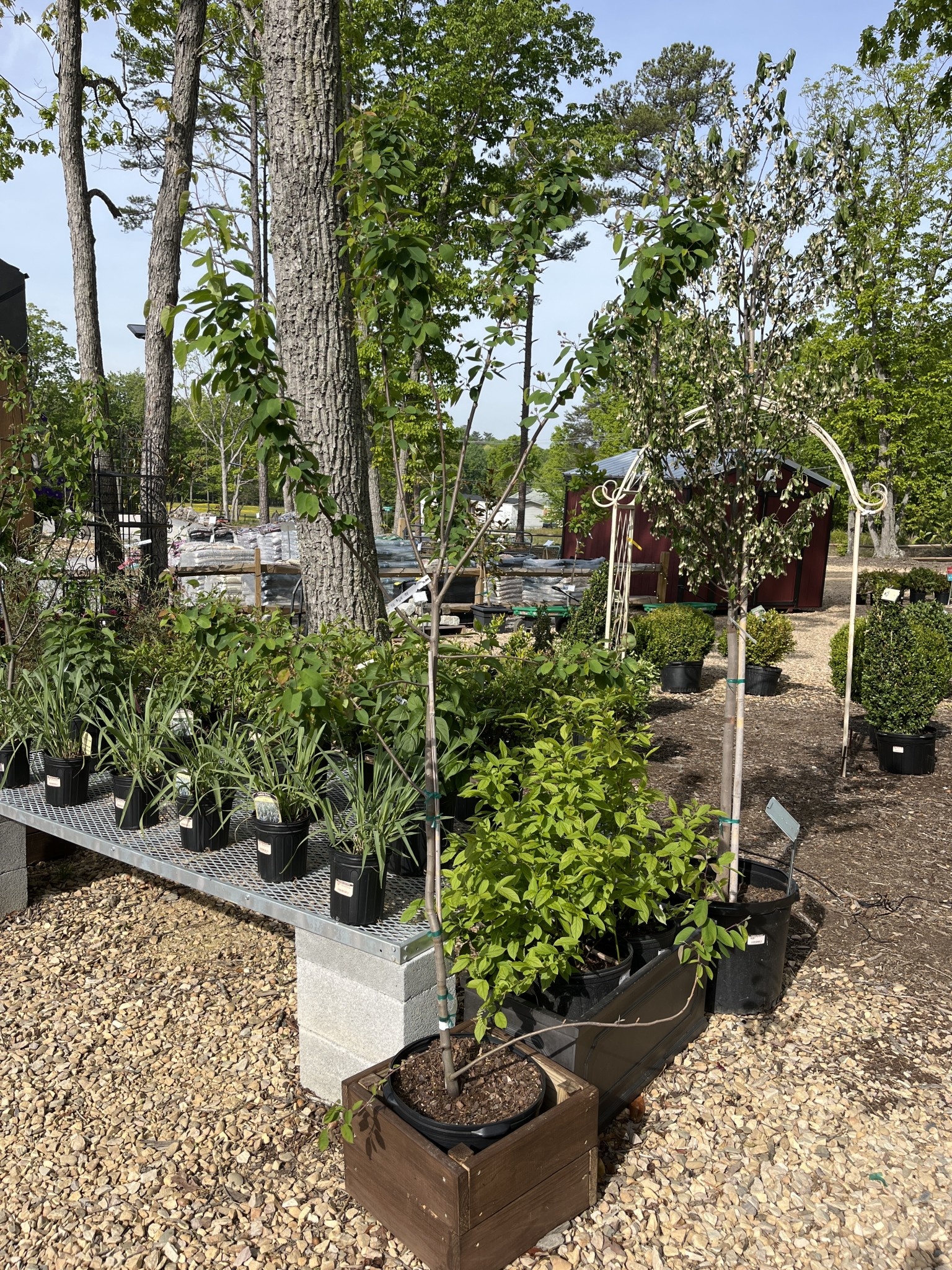 Serviceberry, Amelanchier x grandiflora 'Autumn Brilliance' 7G