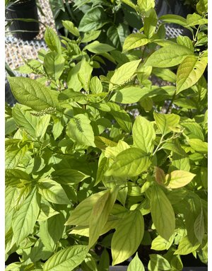 Itea virginica, Henry's Garnet Sweetspire 3G
