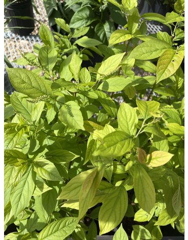 Itea virginica, Henry's Garnet Sweetspire 3G