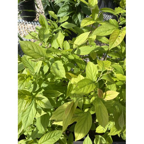 Sweetspire, Itea virginica 'Henry's Garnet' 3G