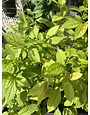 Itea virginica, Henry's Garnet Sweetspire 3G