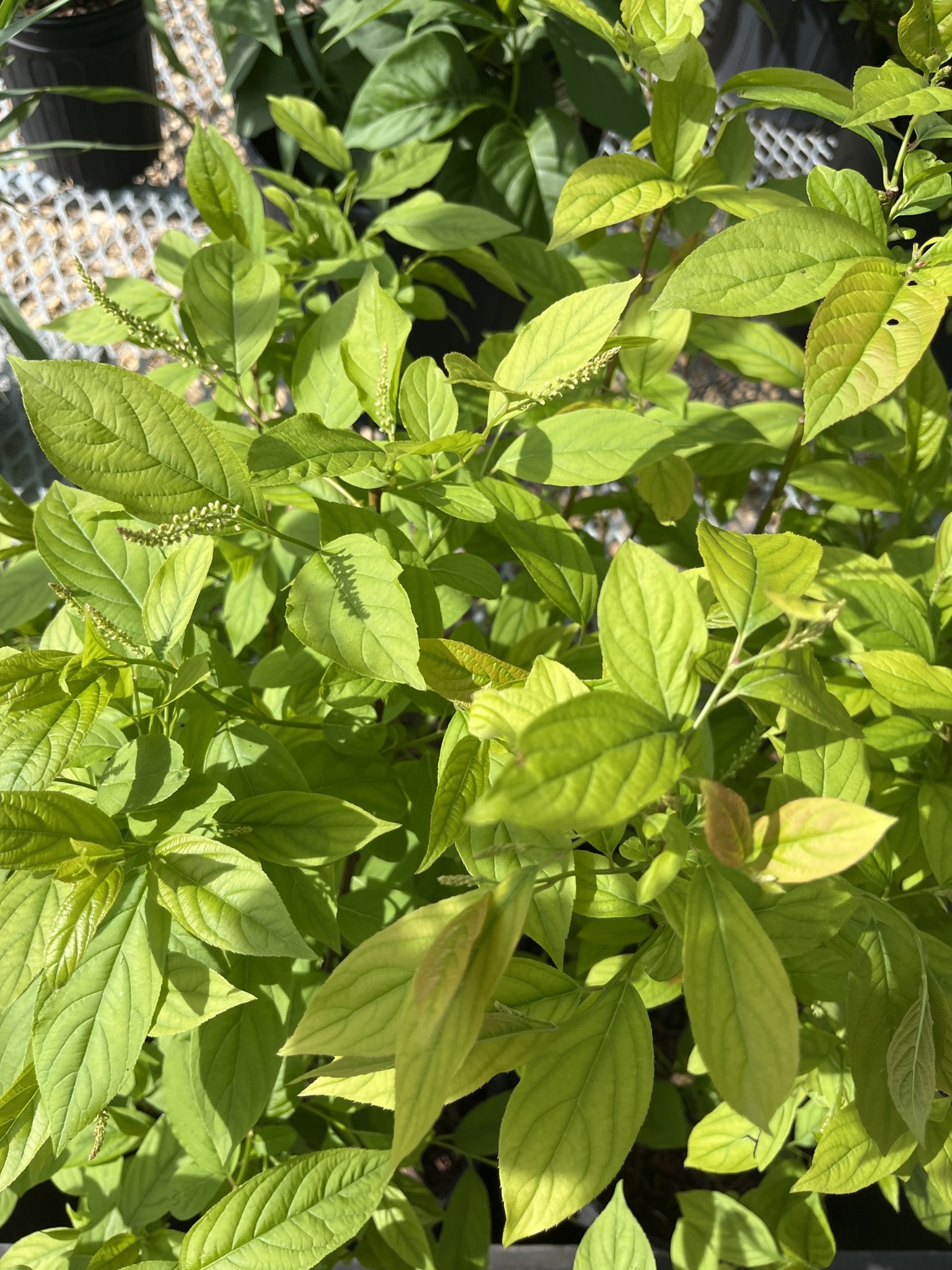 Itea virginica, Henry's Garnet Sweetspire 3G