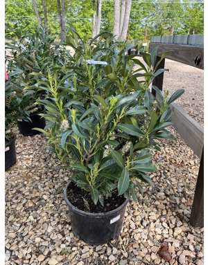 Schip Cherry Laurel 6G-- Prunus laurocerasus 'Schipkaensis'