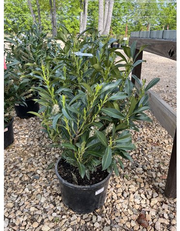 Schip Cherry Laurel 6G-- Prunus laurocerasus 'Schipkaensis'