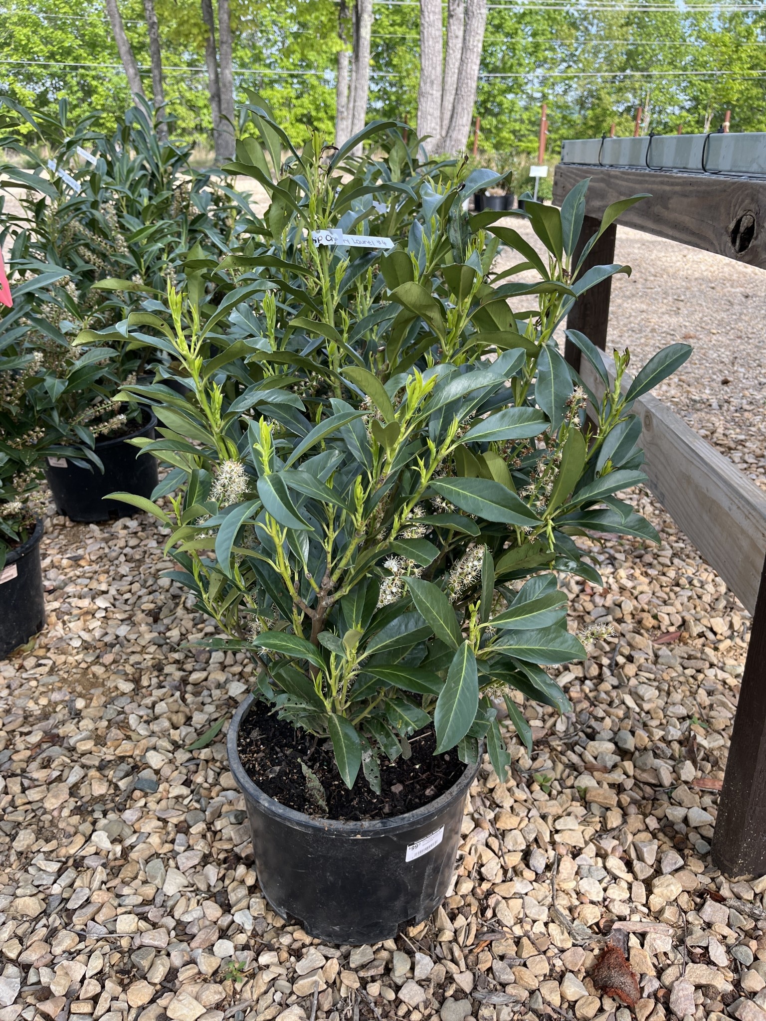 Schip Cherry Laurel 6G-- Prunus laurocerasus 'Schipkaensis'