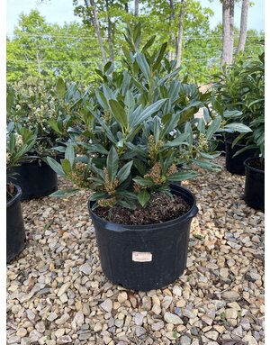 Cherry Laurel, Prunus laurocerasus 'Otto Luyken' 5G