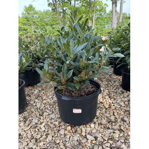 Cherry Laurel, Prunus laurocerasus 'Otto Luyken' 5G