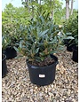 Otto Luyken Laurel 5G