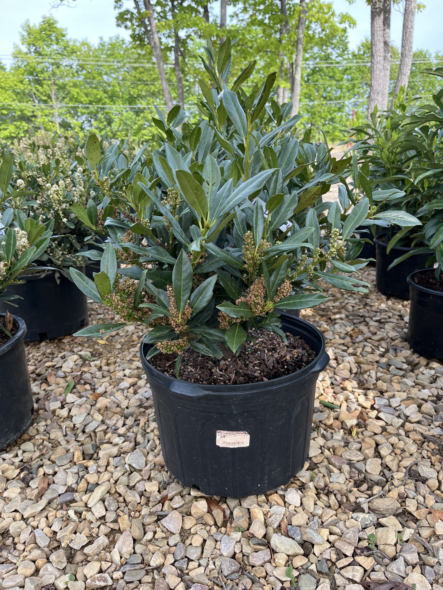 Cherry Laurel, Prunus laurocerasus 'Otto Luyken' 5G