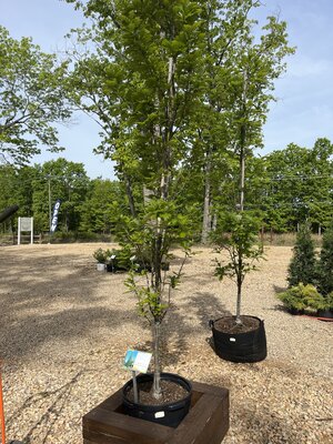 Oak, Quercus robur x bicolor 'Long' Regal Prince® (Columnar) 15G