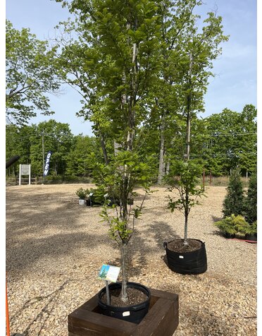 Oak, Quercus robur x bicolor 'Long' Regal PrinceÂ® (Columnar) 15G