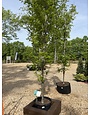 Oak, Quercus robur x bicolor 'Long' Regal Prince® (Columnar) 15G