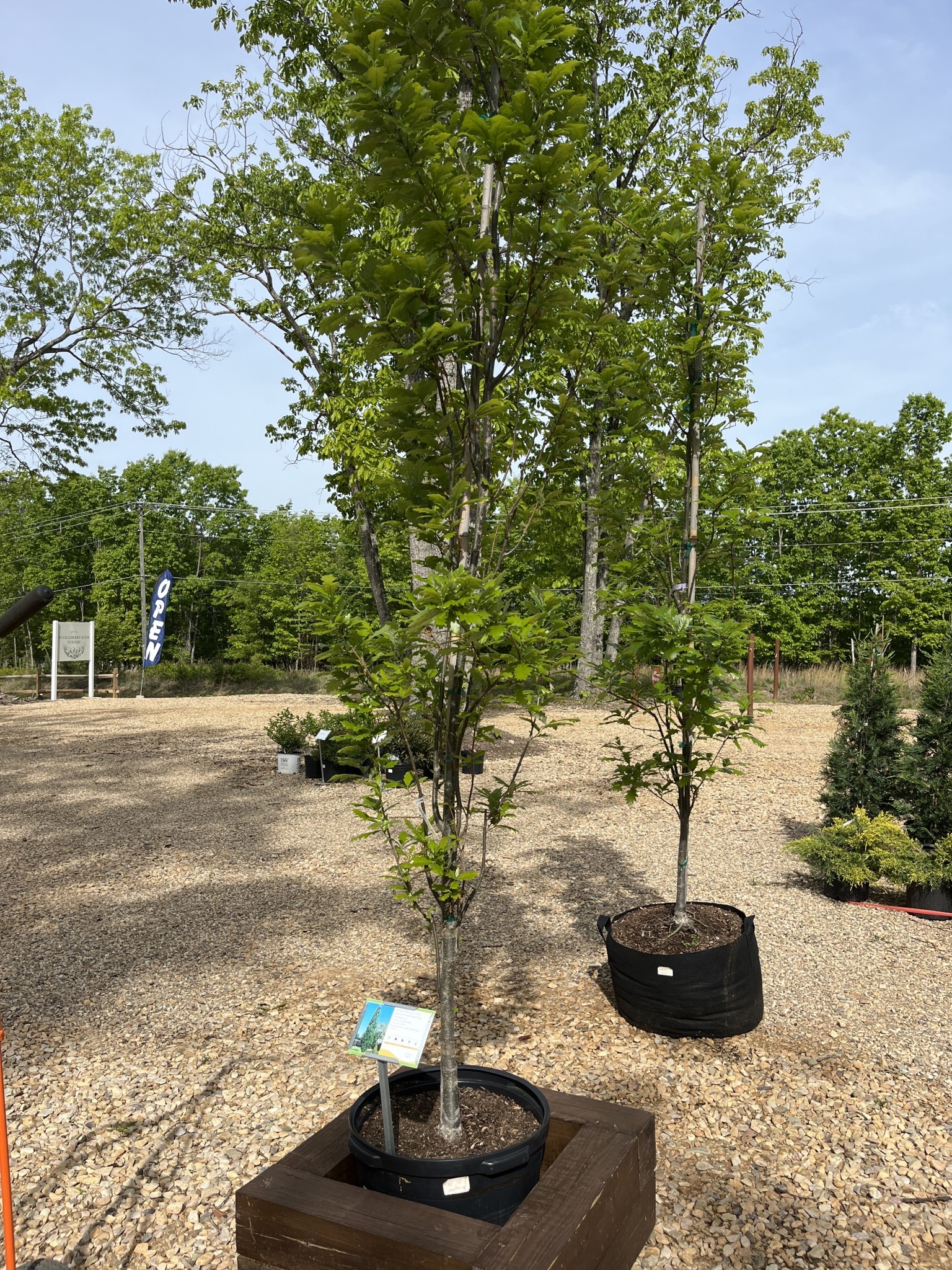 Oak, Quercus robur x bicolor 'Long' Regal Prince® (Columnar) 15G