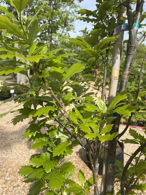Oak, Quercus robur x bicolor 'Long' Regal Prince® (Columnar) 15G
