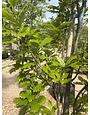 Regal Prince Oak (narrow) #15 can 1.0-1.25"