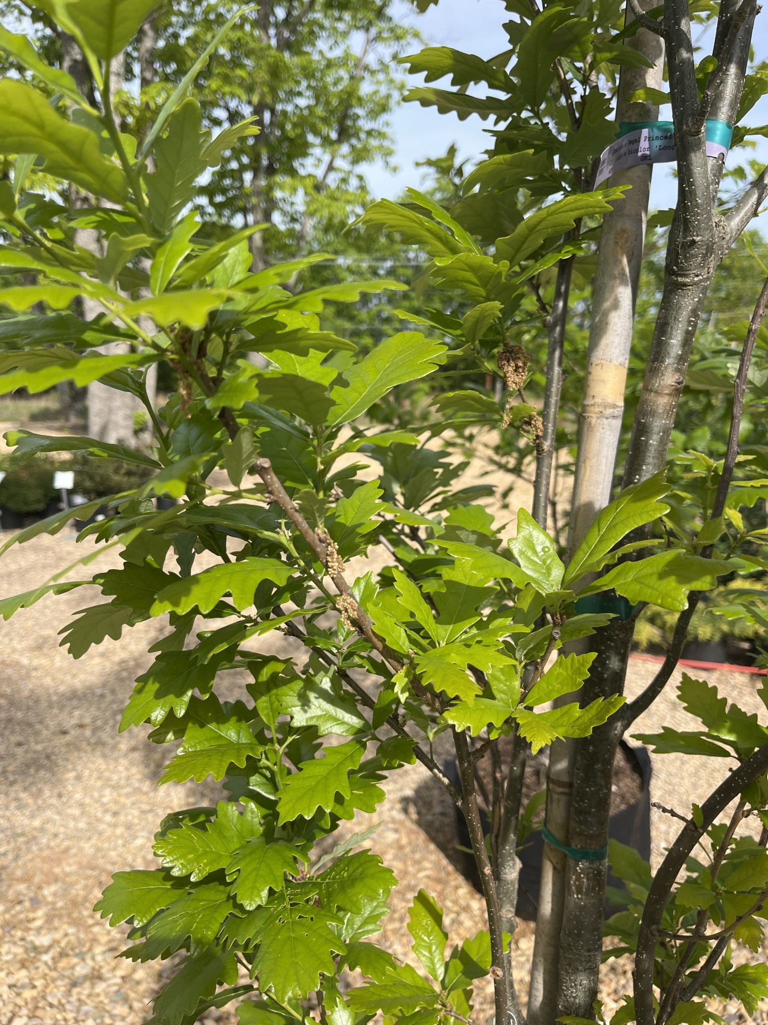 Oak, Quercus robur x bicolor 'Long' Regal Prince® (Columnar) 15G