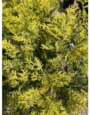 Dwarf Crippsii Golden Hinoki Cypress #5 -- Chamaecyparis obtusa 'Nana Gracilis'