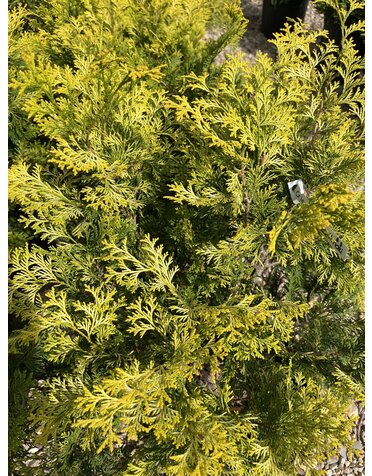 Dwarf Crippsii Golden Hinoki Cypress #5 -- Chamaecyparis obtusa 'Nana Gracilis'
