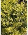 Dwarf Crippsii Golden Hinoki Cypress #3 -- Chamaecyparis obtusa 'Nana Gracilis'