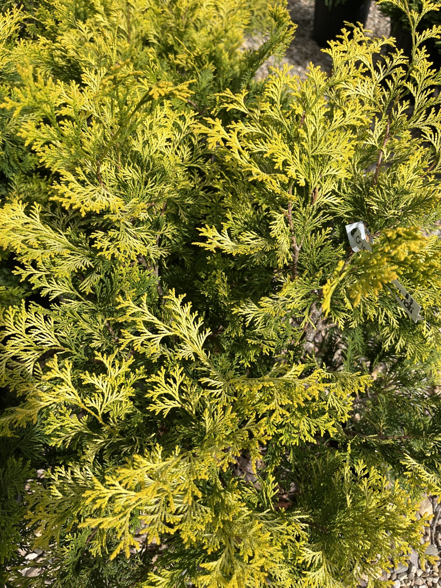 Dwarf Crippsii Golden Hinoki Cypress #3 -- Chamaecyparis obtusa 'Nana Gracilis'