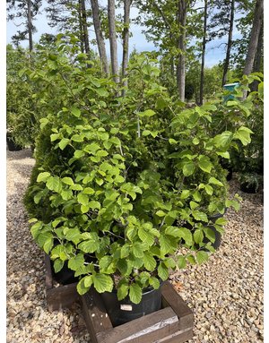 Witch-hazel, Hamamelis virginiana 'Common Witch-hazel' 10G