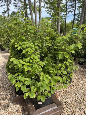 Witch-hazel, Hamamelis virginiana 'Common Witch-hazel' 10G