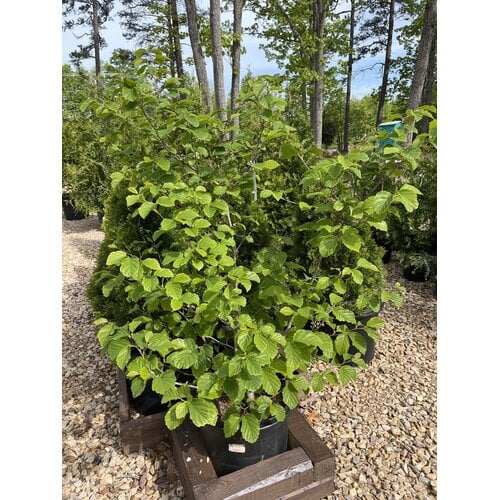 Witch-hazel, Hamamelis virginiana 'Common Witch-hazel' 10G