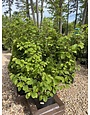 Witch-hazel, Hamamelis virginiana 'Common Witch-hazel' 10G