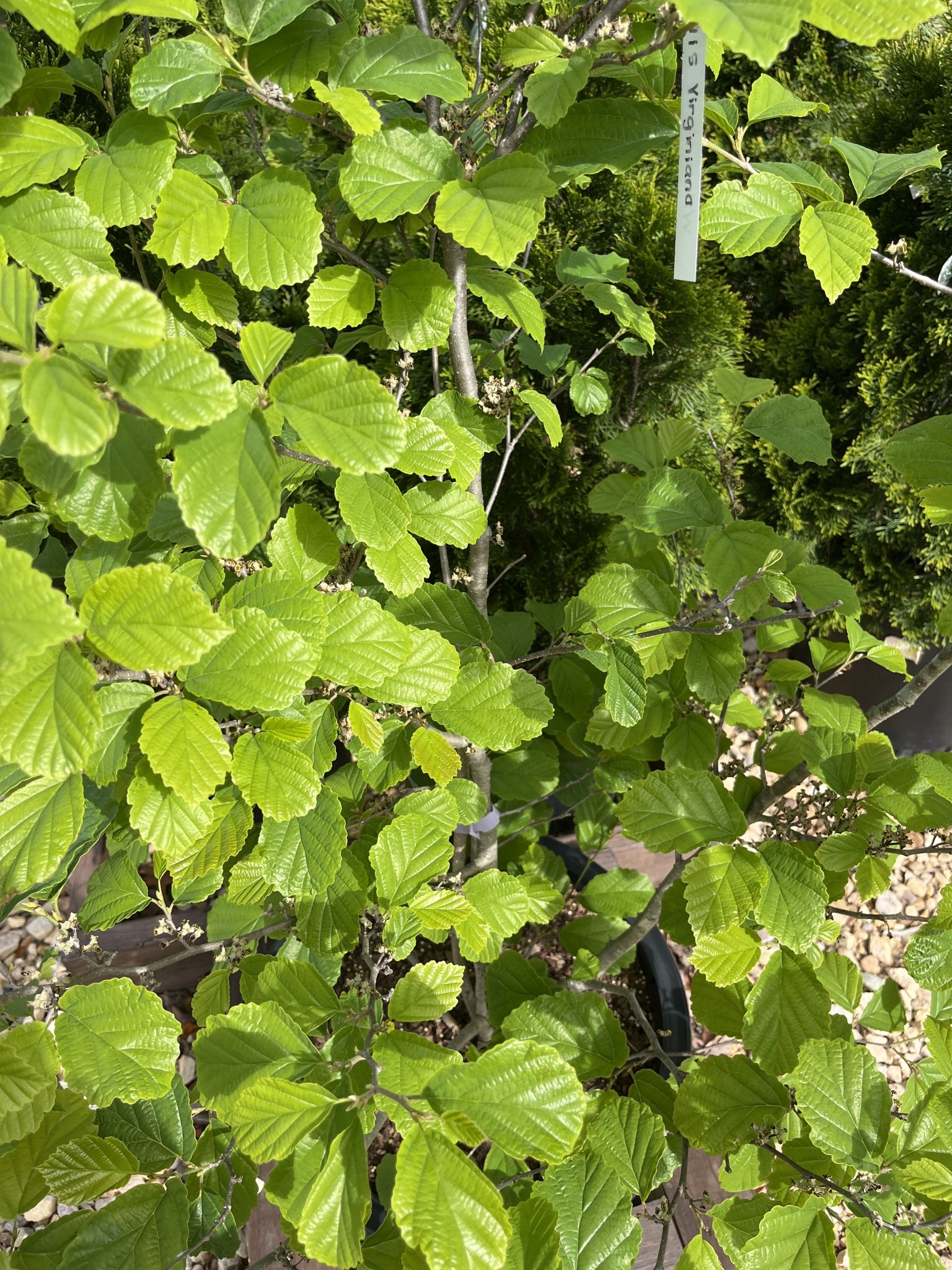 Witch-hazel, Hamamelis virginiana 'Common Witch-hazel' 10G