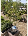 Tuscarora Crape Myrtle -- Lagerstroemia indica x fauriei 'Tuscarora'