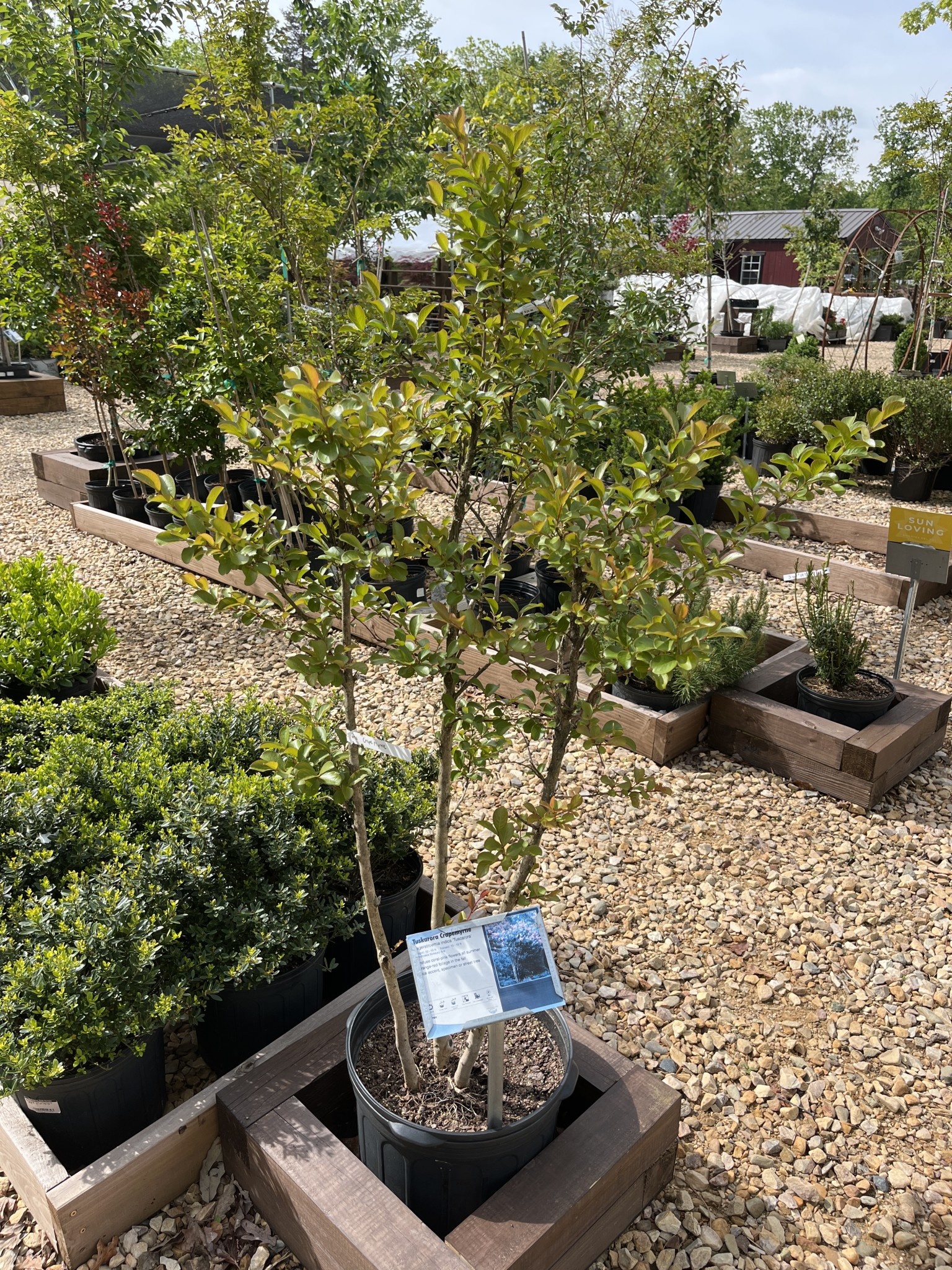 Tuscarora Crape Myrtle -- Lagerstroemia indica x fauriei 'Tuscarora'