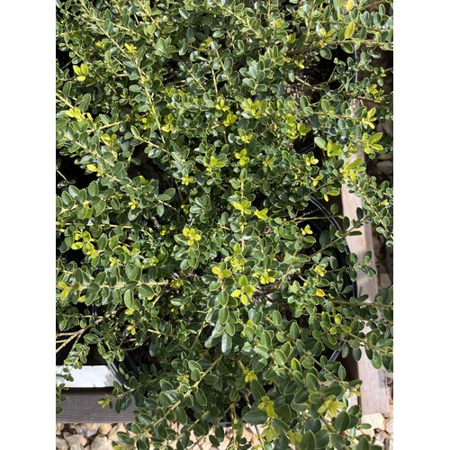Holly, Ilex crenata 'Helleri' 3G