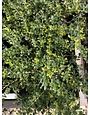 Holly, Ilex crenata 'Helleri' 3G