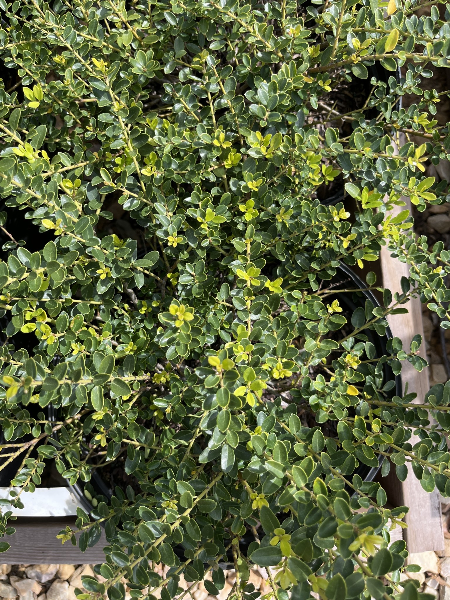 Holly, Ilex crenata 'Helleri' 3G