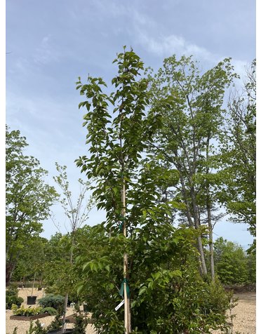 Cherry, Prunus × yedoensis 'Yoshino' 15G