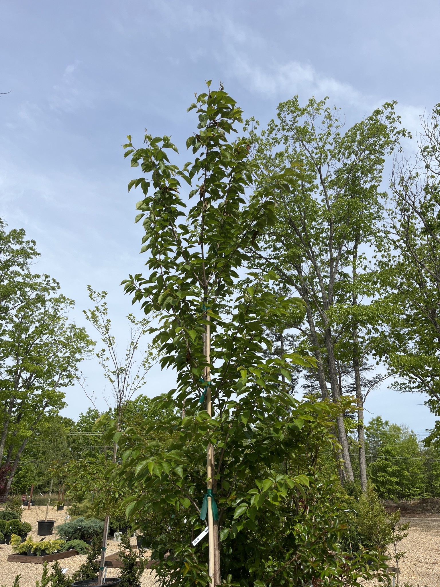 Cherry, Prunus × yedoensis 'Yoshino' 15G