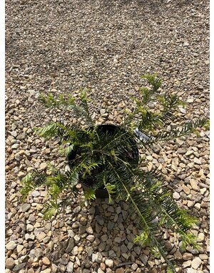 Spreading Japanese Plum Yew- Cephalotaxus harringtonia 'Prostrata' 3G