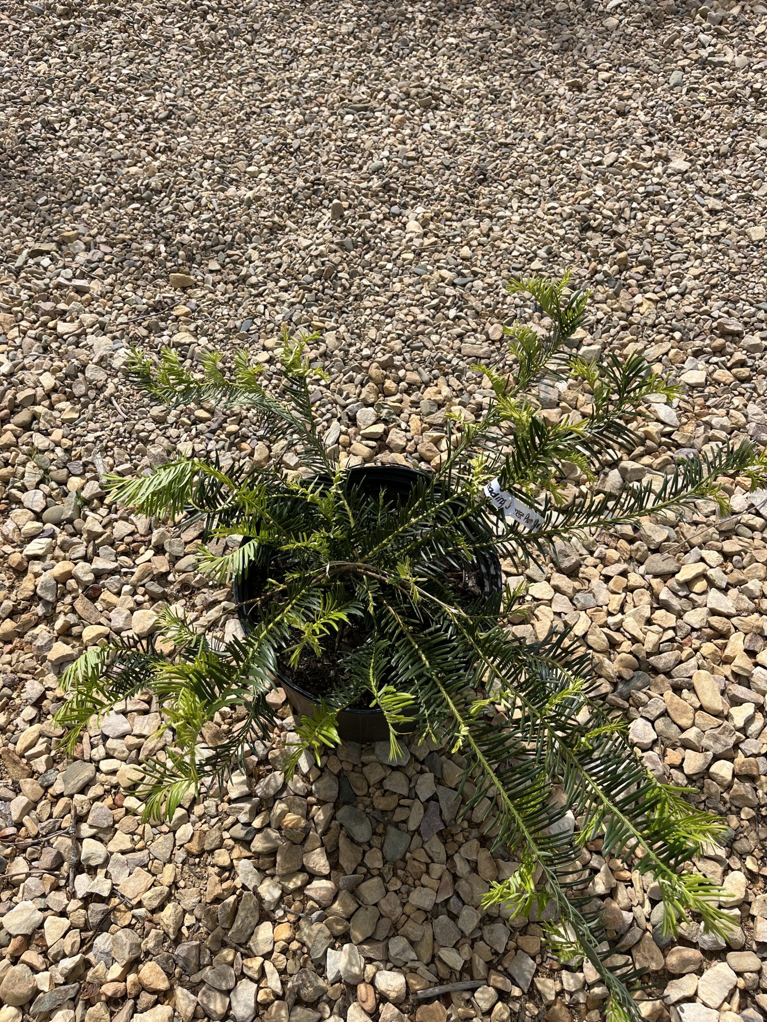 Yew, Cephalotaxus harringtonia 'Prostrata' Spreading Japanese Plum Yew 3G