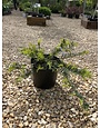 Spreading Japanese Plum Yew- Cephalotaxus harringtonia 'Prostrata' 3G